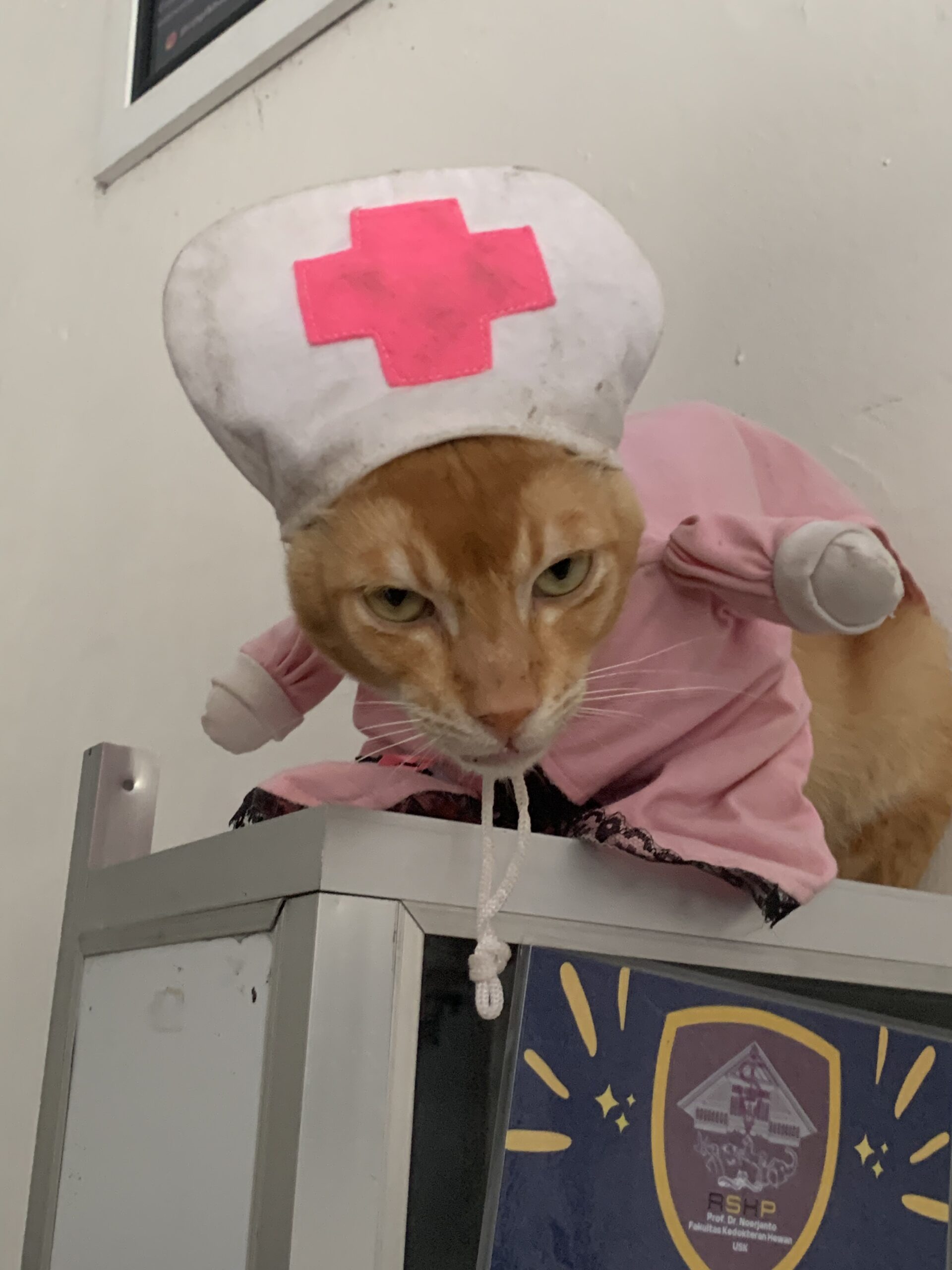 Cat Flu: Everything You Need to Know to Keep Your Cat Safe [2026 updated]