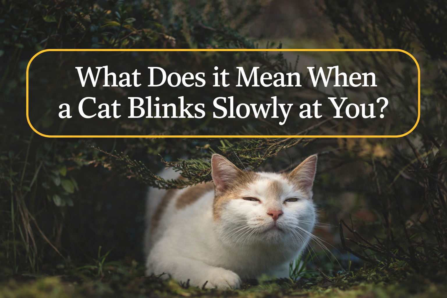What Does it Mean When a Cat Blinks Slowly at You? [2026]