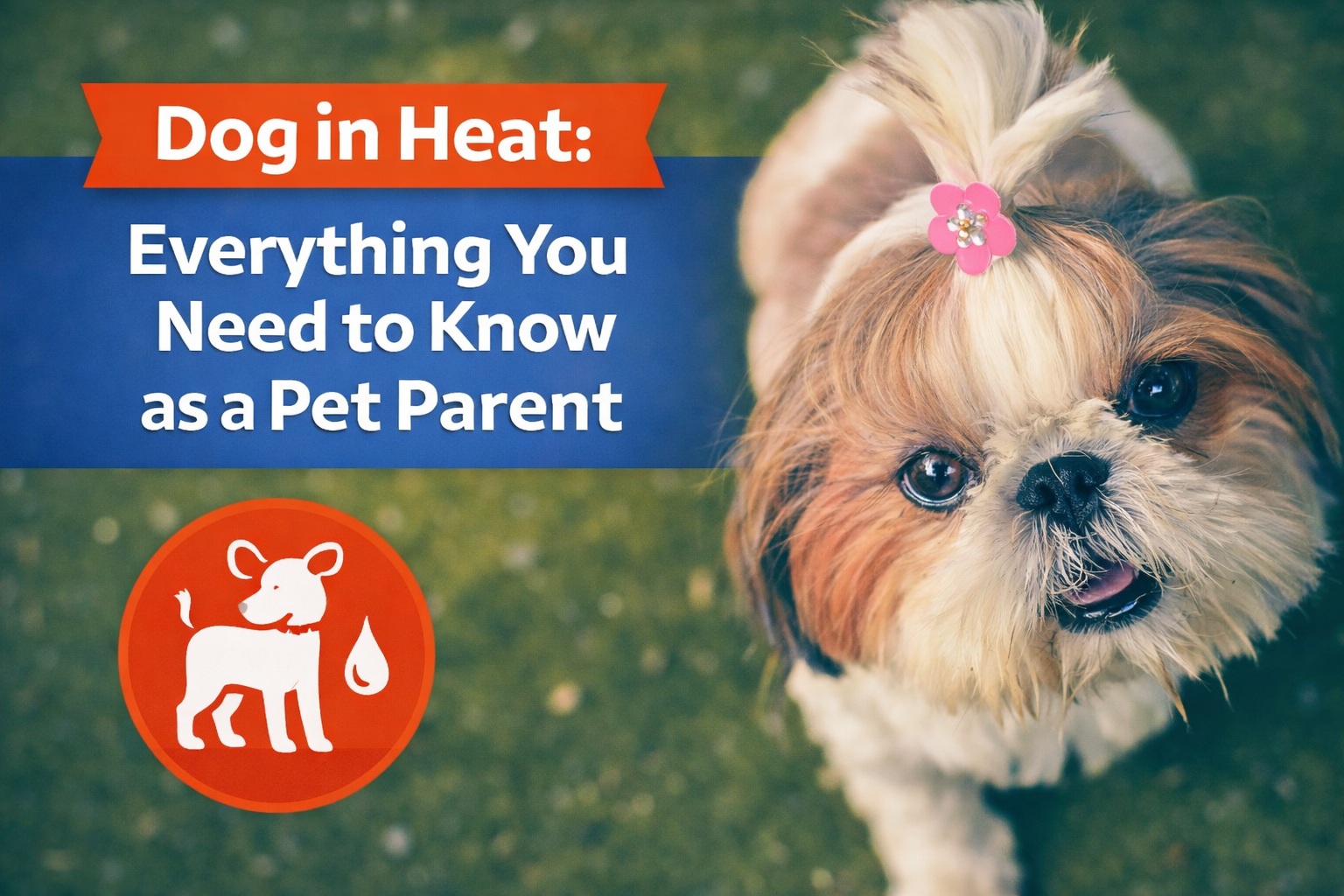 Dog in Heat: Everything You Need to Know [2026]